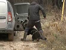 В российском регионе с многомиллионными тратами на догхантеров собаки напали на ребенка