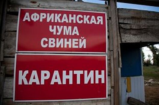 Отступила ли «свиная чума» от Волгоградской области?