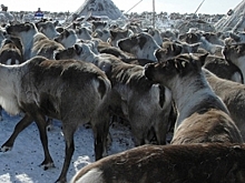 Для вакцинации оленей от сибирской язвы на Ямале привлекут ветеринаров из других регионов