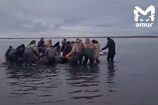Камчатские спасатели начали неводом перемещать к морю косаток, севших на мель