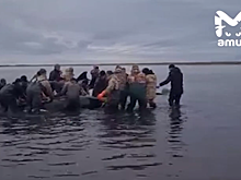 Камчатские спасатели начали неводом перемещать к морю косаток, севших на мель