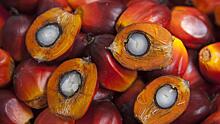 Ярко-оранжевая революция: как пальмовое масло изменило наш мир