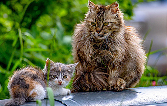 Бурматов рассказал, сколько животных ежегодно выбрасывают в конце дачного сезона