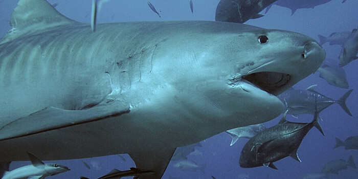 Тигровые акулы измерили крупнейший на земле подводный лес