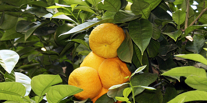 Мандариновый рай на двух сотках: фермер из Казахстана вырастил цитрусовый сад