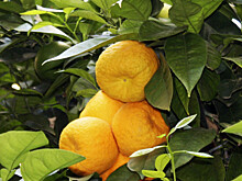 Мандариновый рай на двух сотках: фермер из Казахстана вырастил цитрусовый сад