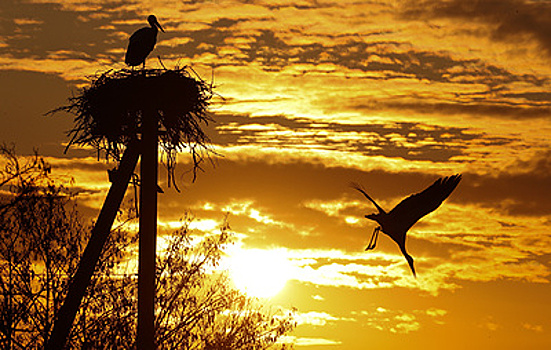 Символ новой жизни в Запорожье: как аисты провожают военкоров на фронт