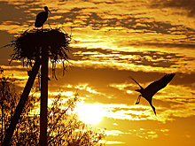 Символ новой жизни в Запорожье: как аисты провожают военкоров на фронт