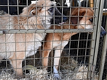 В российском регионе ввели режим повышенной готовности из-за бездомных собак