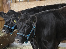 Аграрии Дальнего Востока просят увеличить господдержку животноводства вдвое