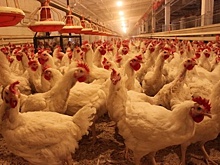 Свердловские власти продадут акции двух птицефабрик