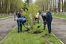 Аллея из Сибири появилась в городском парке Свердловска ЛНР