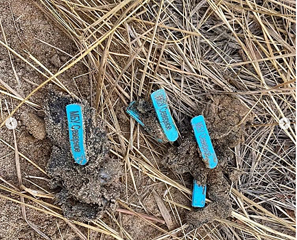 В Волгограде обнаружены многочисленные трупы клейменных собак