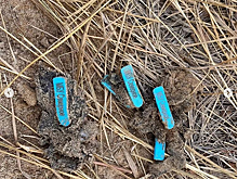 В Волгограде обнаружены многочисленные трупы клейменных собак