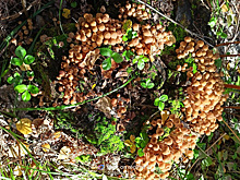 Челябинские грибники рассказали, где собирать рыжики и опята