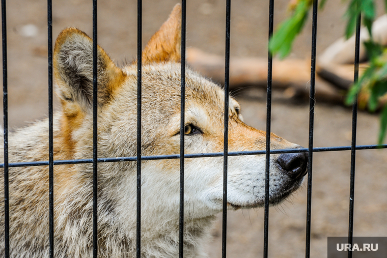 У волка, загрызшего жительницу Курганской области, было бешенство