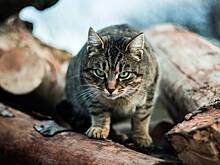 В России 20 запертых в квартире кошек целый месяц питались телом умершей хозяйки