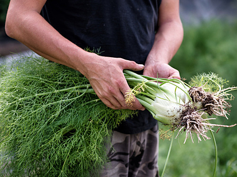 Как вырастить фенхель на грядках и в цветнике