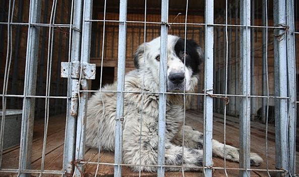 В Волгограде служба отлова спасает бездомных животных