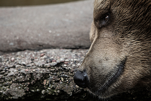 18-летнюю медведицу из Калининградского зоопарка хотят отправить во Францию из-за плохих условий содержания