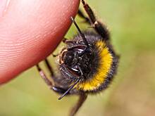 Иммунолог раскрыл порядок действий при укусе пчелы