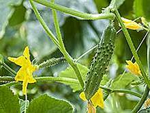 "Выборжец" получил миллиарды на зелень