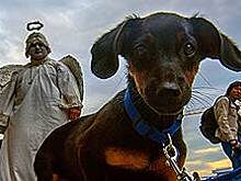 Mars расскажет Petstory