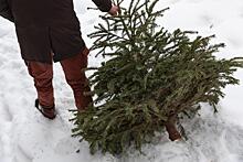 Россияне могут найти ближайший пункт для утилизации новогодних елок на карте +1Город