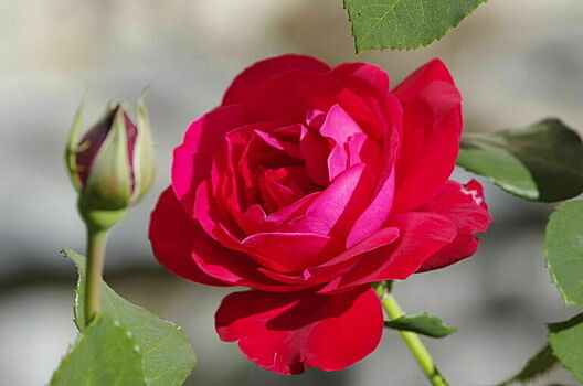 Сенатор Синицын предложил освободить от НДС цветоводов