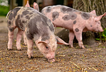 Настоящее свинство: зачем при вспышках АЧС уничтожают весь скот