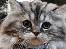 Сервис "Моспитомец" на mos.ru поможет животным из приютов обрести семью