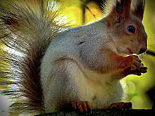 Парк Горького рассказал москвичам, чем нельзя кормить белок