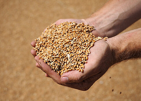 Помощь фермерам: правительство Казахстана закупит у хлеборобов зерно