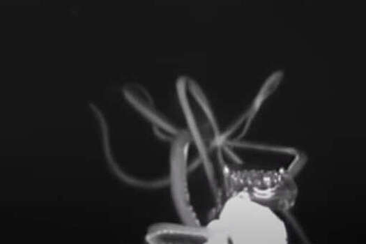 Ученые смогли впервые запечатлеть охоту глубоководного кальмара