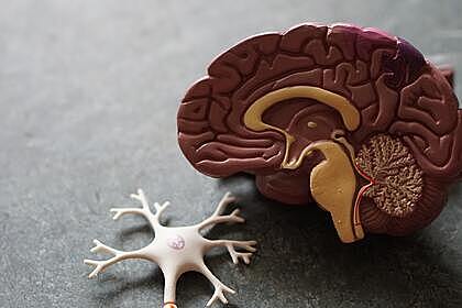 Обнаружен новый способ остановить смертоносную болезнь мозга