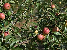 Волгоградцам рассказали о полезных свойствах яблока