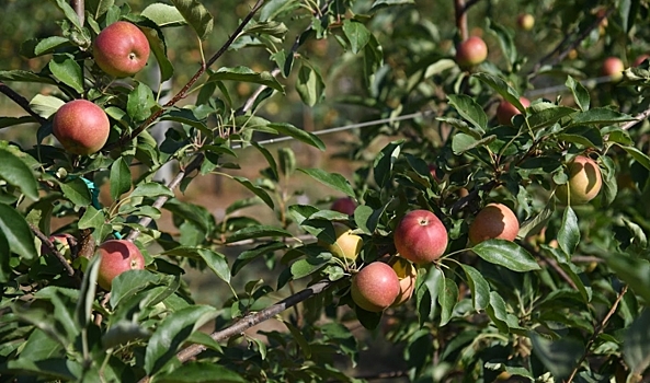 Волгоградцам рассказали о полезных свойствах яблока