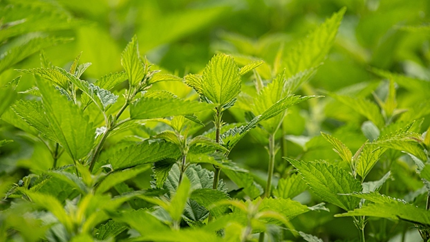 Разработан способ получения полезных веществ из крапивы