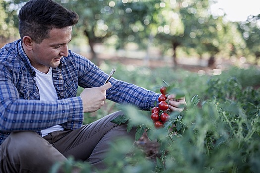 Квоту на экспорт томатов из Турции в Россию увеличат до 300 тысяч тонн