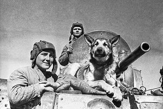 Как «собачьи войска» помогли Красной Армии победить
