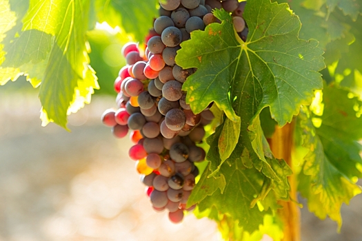 Волгоградцам объяснили, как защитить грозди винограда от ос