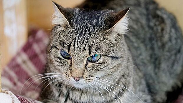 Жителя Кузбасса будут судить за жестокое обращение с котом