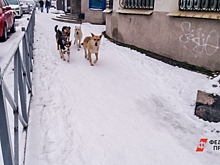 Маленького мальчика в Омске едва не загрызла собака: СК возбудил дело