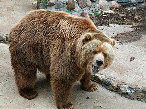 В одном из городов Карелии ввели карантин из-за убитого медведя