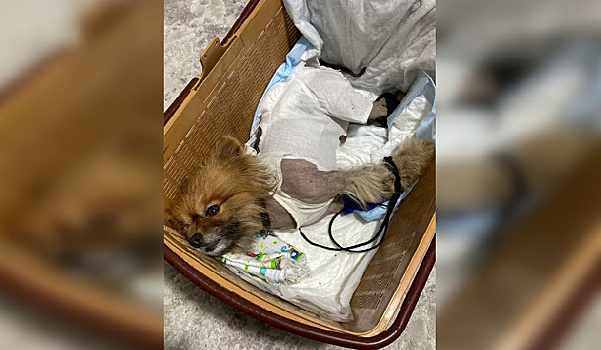 «Все рыдаем»: в Тынде бездомные собаки загрызли домашнего шпица