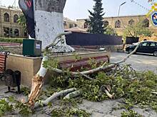 Погибшая из-за падения дерева в Дербенте туристка оказалась работницей «Газпрома»