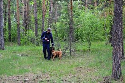 В городском бору Челябинска потерялся четырехлетний ребёнок