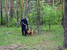 В городском бору Челябинска потерялся четырехлетний ребёнок