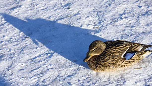 Уток поставят на учет: в Карелии посчитают зимующих водоплавающих птиц