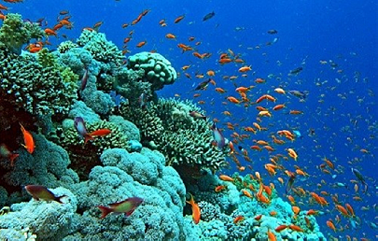 Попытка восстановить коралловые рифы бухты Халонг даёт результат